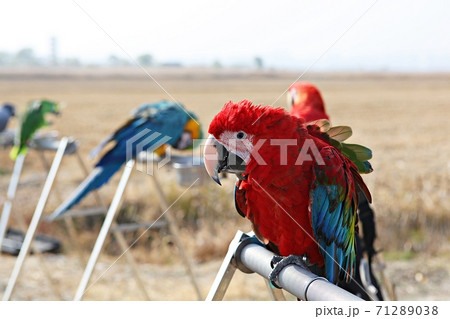 オウム 鳥 九官鳥 71289038