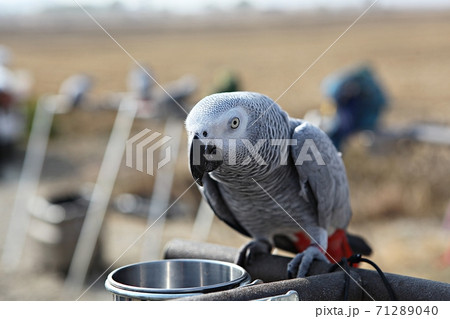 オウム 九官鳥 新しい 71289040