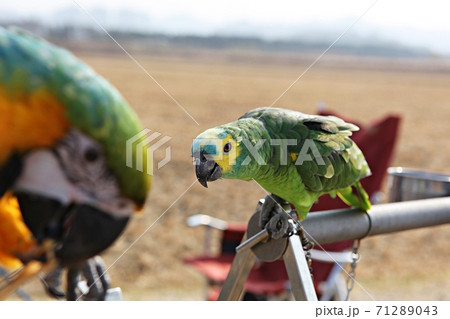 オウム 鳥 九官鳥 71289043