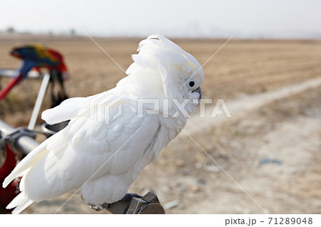 オウム 九官鳥 新しい 71289048
