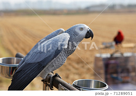 オウム 鳥 九官鳥 71289051