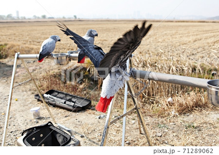 オウム 鳥 九官鳥 71289062