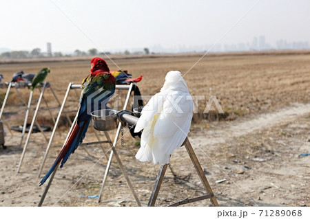 オウム 鳥 九官鳥 71289068