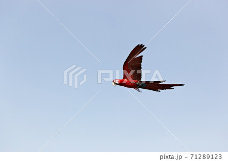 オウム 新しい 鳥 71289123