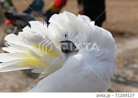 オウム 鳥 新しい 71289127