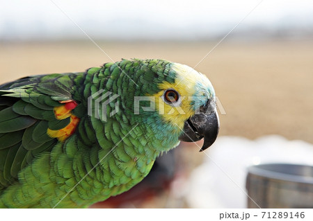 オウム 新しい 鳥 71289146