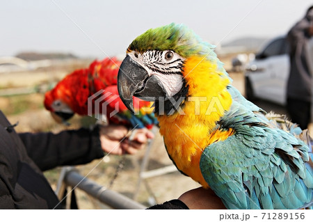 オウム 鳥 新しい 71289156