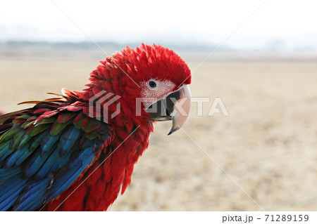 オウム 鳥 新しい 71289159