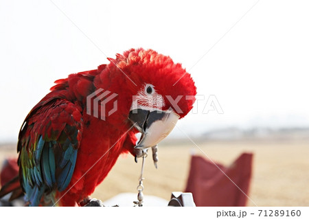 オウム 鳥 新しい 71289160