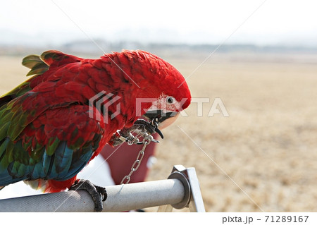 オウム 新しい 鳥 71289167