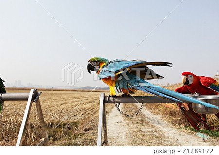 オウム 鳥 新しい 71289172
