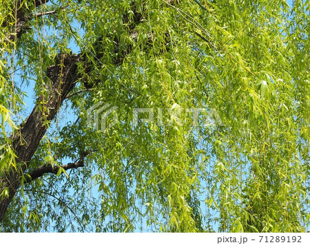 新緑の柳の葉の写真素材