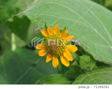 ヤーコンの花 71289281