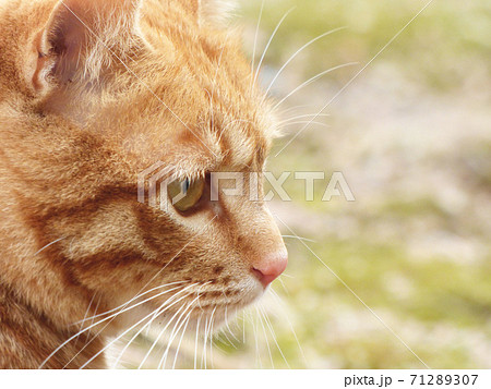 くつろぐ茶トラ猫の横顔の写真素材 [71289307] - PIXTA