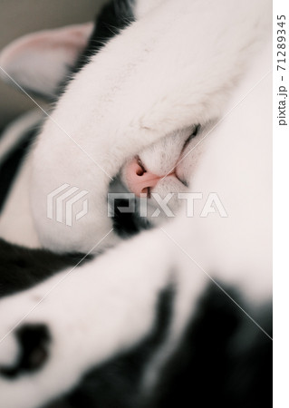 前足で顔を隠しながら寝る猫の写真素材