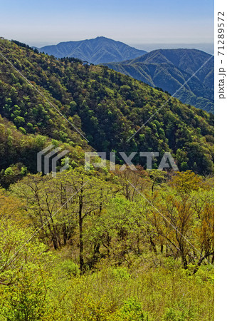 丹沢・鍋割山稜から見る新緑の大倉尾根・表尾根と大山 71289572