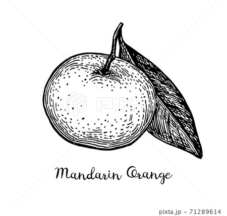 Ink sketch of tangerine 71289614