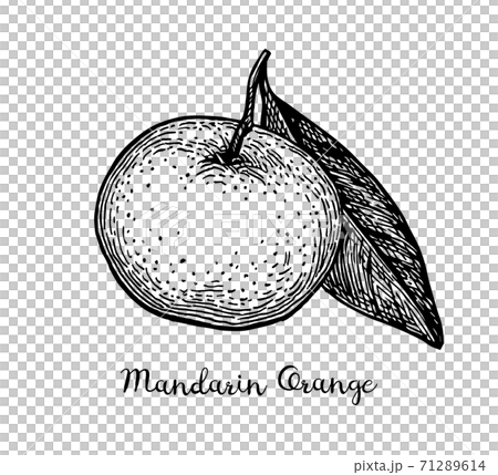 Ink sketch of tangerine Ink sketch of tangerine 71289614
