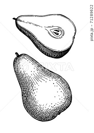 Ink sketch of pear. 71289622