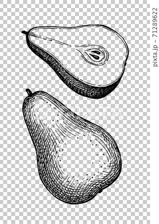 Ink sketch of pear. 71289622