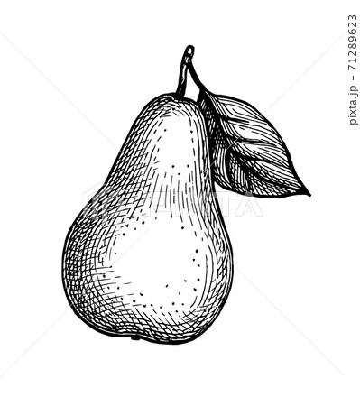 Ink sketch of pear. Ink sketch of pear. 71289623