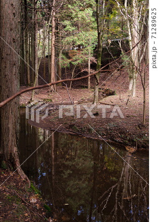 森の小川 71289625