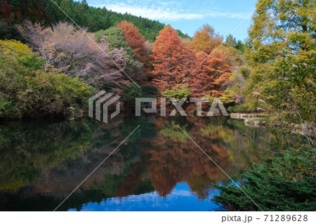 原生の森の紅葉 71289628