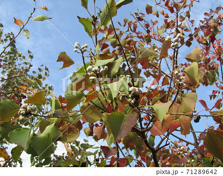 白色の蝋状物質に包まれた種を出したナンキンハゼの実 71289642