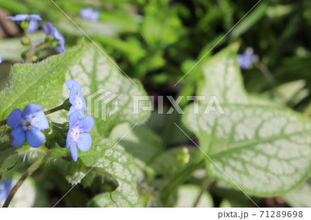 春の半日陰の庭　ブルネラ ジャックフロストの青い小花 71289698