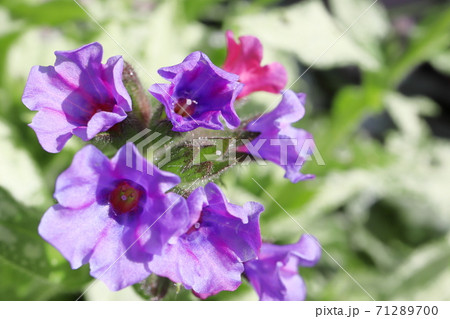 春の半日陰の庭 プルモナリア ダイアナクレアの花の写真素材