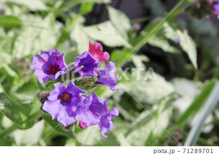 春の半日陰の庭 プルモナリア ダイアナクレアの花の写真素材