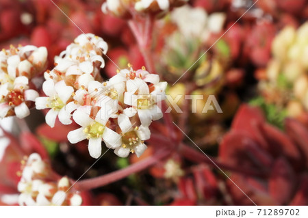 春の庭 多肉植物の白い花の写真素材