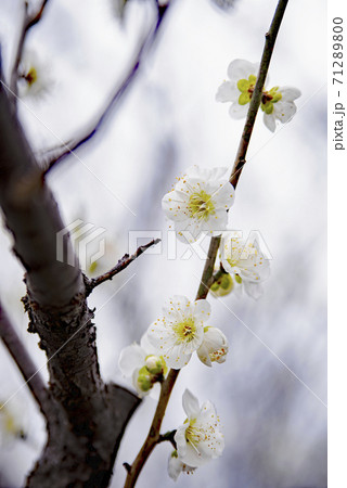 岐阜梅林公園の青軸 71289800