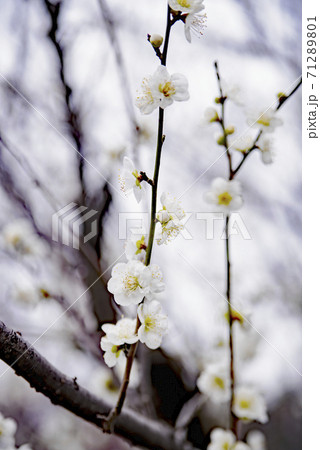 岐阜梅林公園の青軸 71289801
