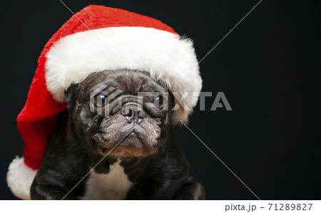 image of dog hat dark background image of dog hat dark background 71289827