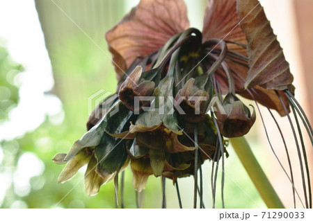 bat flower or Tacca chantrieri tropical herb blooming in garden 71290033