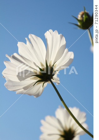 愛媛県三間町のコスモス畑　一輪の白いコスモスの花 71290344