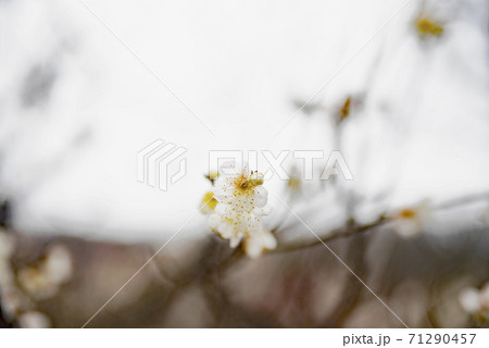 岐阜梅林公園の青軸 71290457