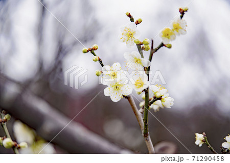 岐阜梅林公園の青軸 71290458