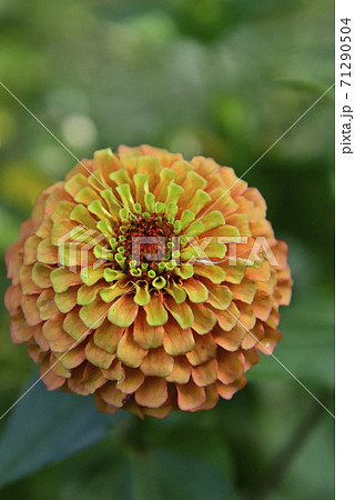 秋の花壇に咲くオレンジ色のヒャクニチソウ Orange Zinnia flower 71290504