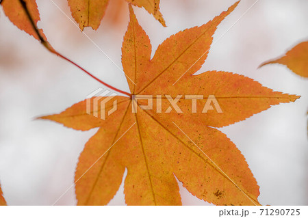 西沢渓谷 西沢渓谷 71290725