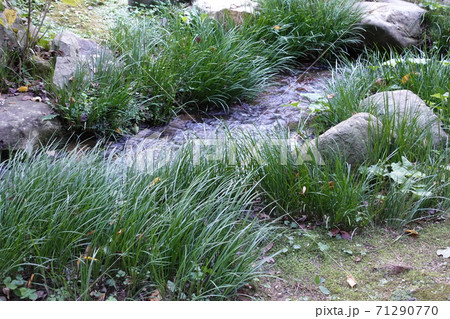 下関市長府庭園 流水 71290770