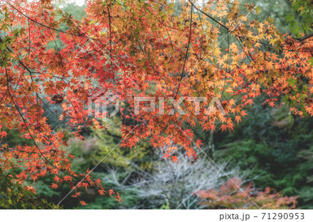 紅葉の鮎帰りの滝・南島原　 71290953