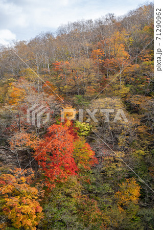 国道298号線、剣桂展望台の紅葉 71290962