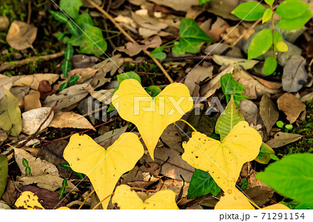 秋の東京のハートの形の黄色い葉の写真素材