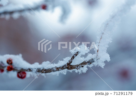 Red rawanberry covered with snow in winter day 71291179