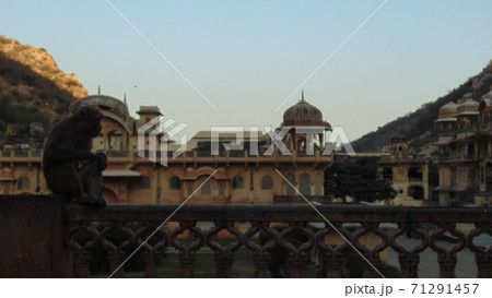 Galtaji monkey Temple in Jaipur city, India	 71291457