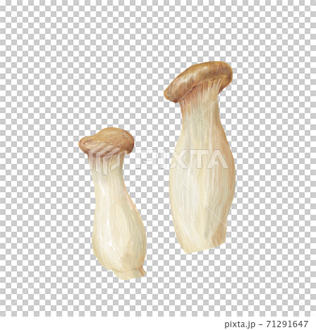king oyster mushroom king oyster mushroom 71291647