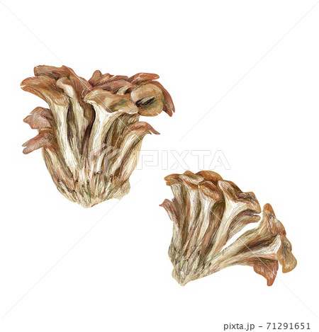 舞茸 舞茸 71291651