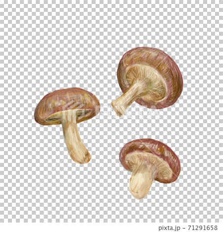 香菇 香菇 71291658